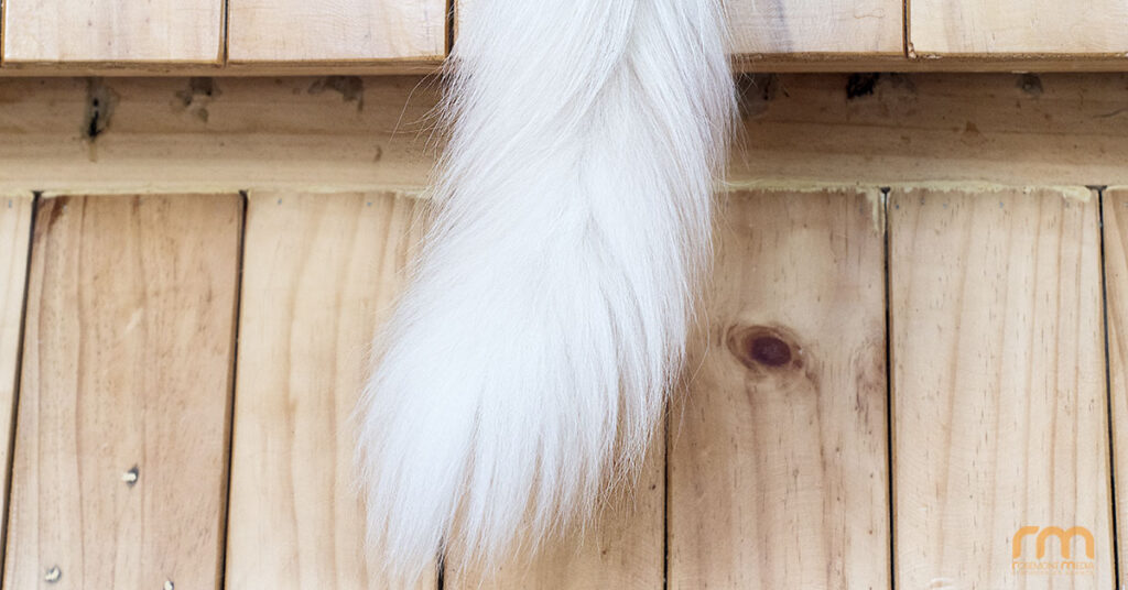 Benefits of using long tail keywords in SEO